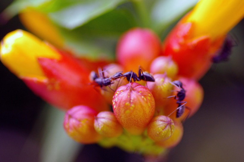 生肖|未来30天,桃花运旺到爆,月老送来好姻缘,脱单指日可待的4生肖
