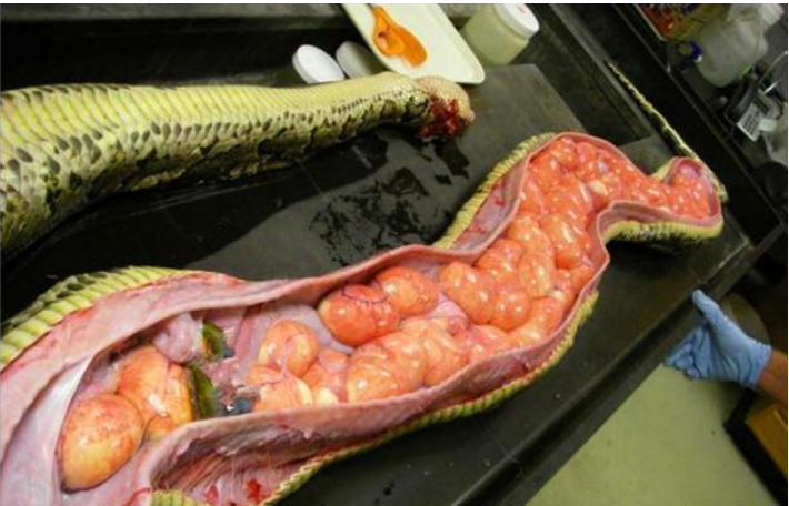 |巨型蛇类“美国成灾”，一次产卵83个！美政府：捕获一条可得3万