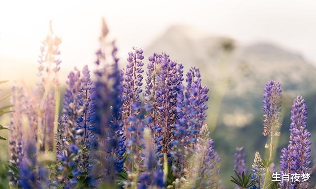 狮子座■4月底,天降鸿禧,桃花运飙升,3生肖邂逅旧情人,爱意再次泛滥