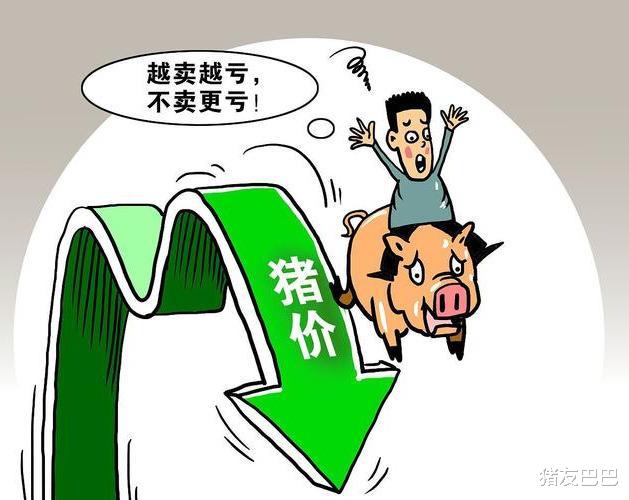 大地震|猪市“大地震”，东北猪价“一片绿”，跌势要向南传导？答案来了