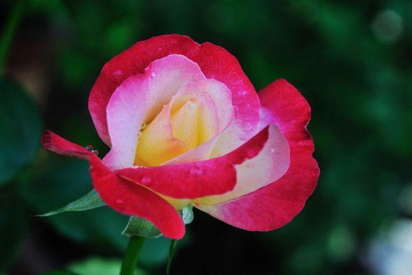 运势|10月底财运“黄金期”，喜事入宅，一“旺”到年底的4大生肖！