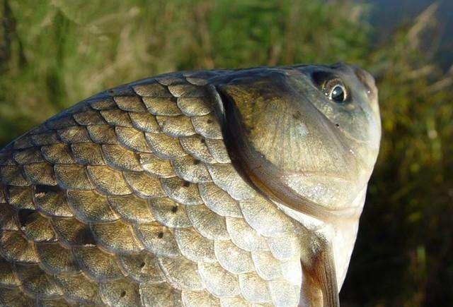 鲫鱼|鲫鱼吃钩的“顿口、黑漂、送漂”，到底是怎么形成的？