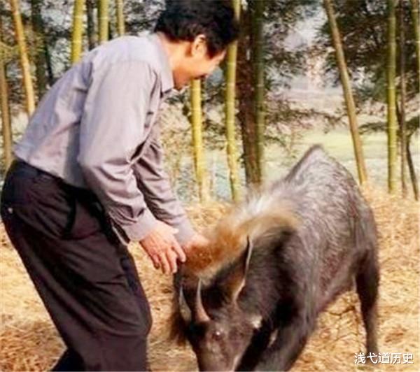 科学家|神农架曾出现“驴头狼”，50万年前已灭绝的物种，怎又再次出现？