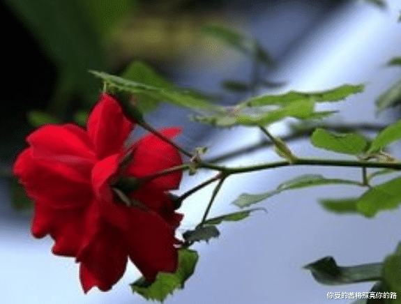 「吉星」进入6月中旬，4属相好运近身，发展顺风顺水，吉星助力，喜事多多