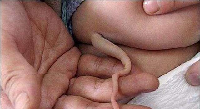 |如果人类一直有尾巴，生活会有什么不同，如何着装？