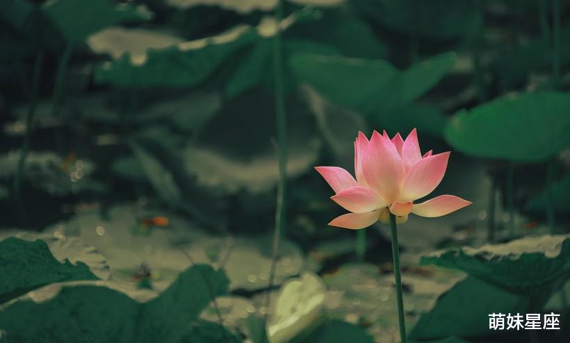 白羊座|未来一周，真爱敲门，月老见证，爱情终于有结果的4大星座