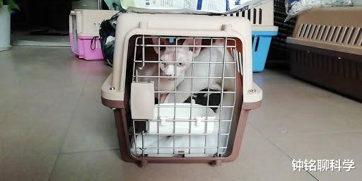 「文物」回交和近亲繁殖一样违反伦理道德,为什么还要让动物回交?