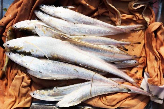 「食材」6种中国“顶级食材”，看似不起眼按克卖，普通人望尘莫及