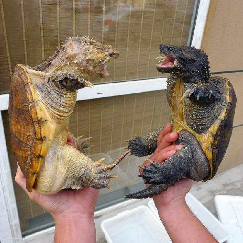 #广东省#美洲“毁灭性”动物入侵中国，连石头都吃，广东人：这是遇到对手了？