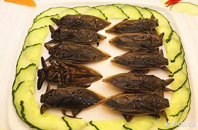 『昆虫』稻田里一种像蟑螂的虫子，可捕杀小蛇和龟鳖，被咬一口终身难忘