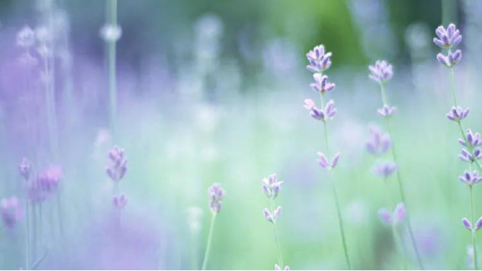 摩羯座|八天之后锋芒毕露，温柔体贴对你，和好如初为爱缴械的三星座