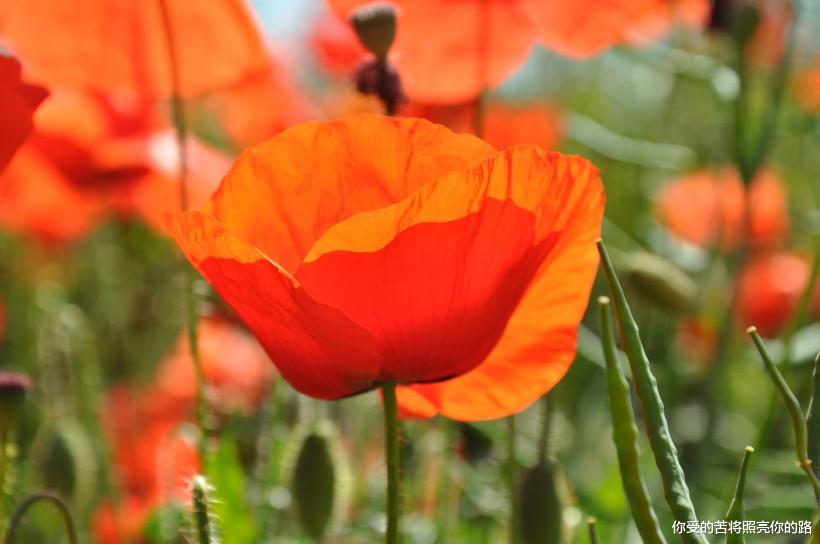生肖|未来三个月好运来敲门,财运一路飙升,横财滚滚进家门的四属相