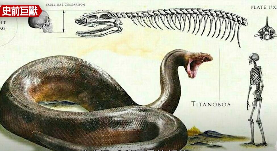 恐龙|史前超级巨兽，曾经各霸一方的食物链顶端猎食者！