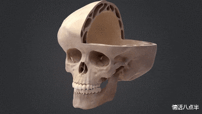 |我们必须进化的这么丑，才能不怕车祸？