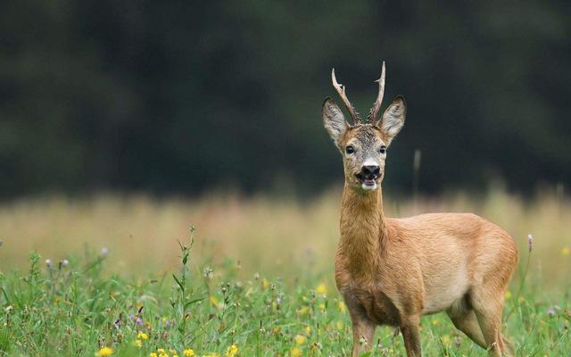 地球上5大智商最低的动物，鸮鹦鹉傻到快灭绝，考拉和狍子也上榜