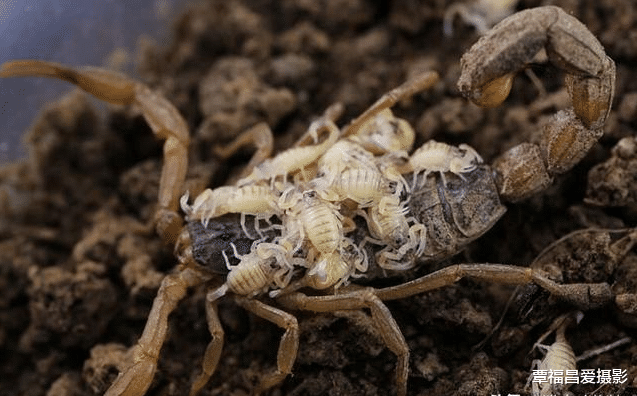 后代|母蛇孵蛋的时候，雄蛇会在一旁守护吗？为什么？