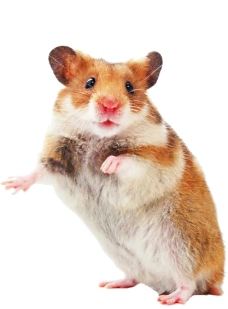 ?我的天！属鼠人，就在1月23日有“两桩大喜事”定会圆了你50年的心愿，5秒点开马上实现！