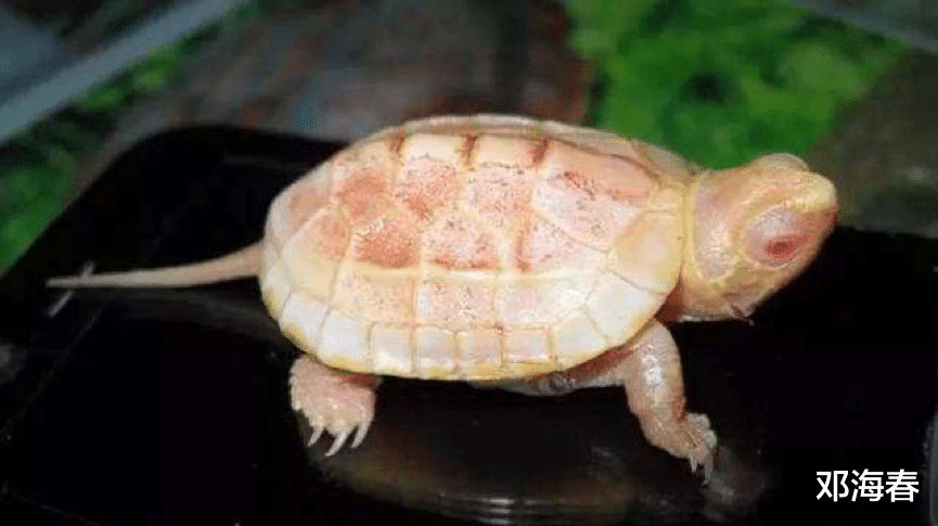 「神农架」为何神农架深处被列为禁区？除“野人”外，很多神秘现象至今无解