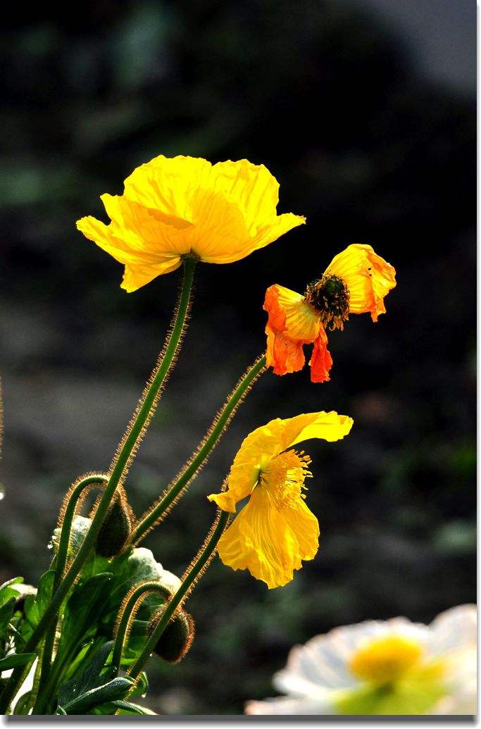 生肖|预计一周内，缘分与桃花付出努力，从此牵手不再分开的四大生肖！