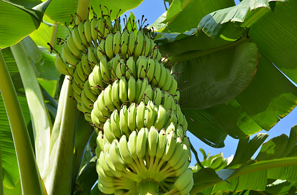 「香蕉」卖水果的每天剩下那么多香蕉，是怎样保存的