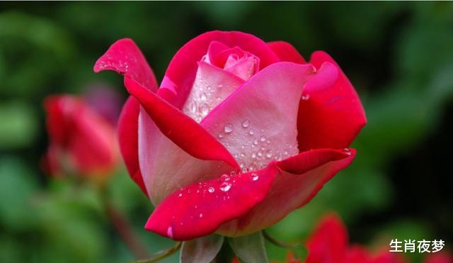 生肖@4月底，旧情人回心转意，真情难忘，3生肖为爱执着，爱情之花再开