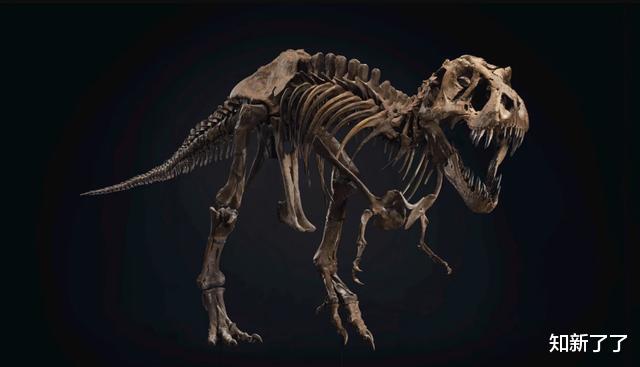 癌细胞|一具完整的霸王龙骨架将以创纪录的价格拍卖