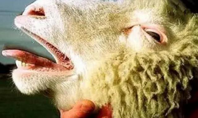 火星|当初闹得纷纷攘攘的克隆技术，为何今无人问津，看看克隆羊的下场