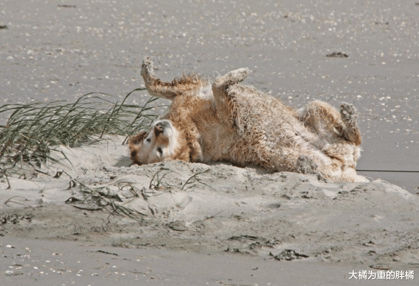 金毛也成流浪狗，被救时因害怕用双脚蒙着双眼，看上去真让人心疼
