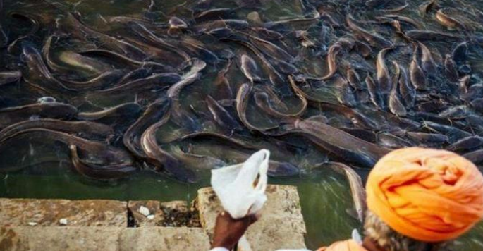 |印度再次被外来物种攻陷，无奈寻求中国帮助，国人：留给你们自己吧！