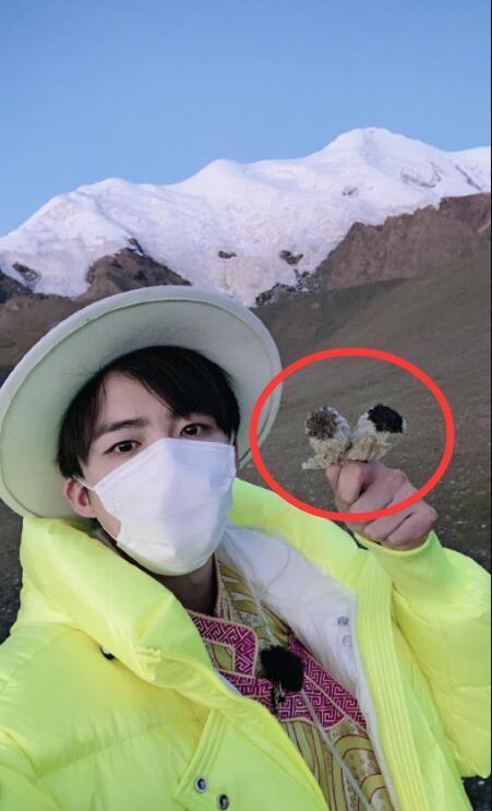 牛莉|官方回应《极限挑战》摘国家二级保护植物雪莲，幕后科普问题严重