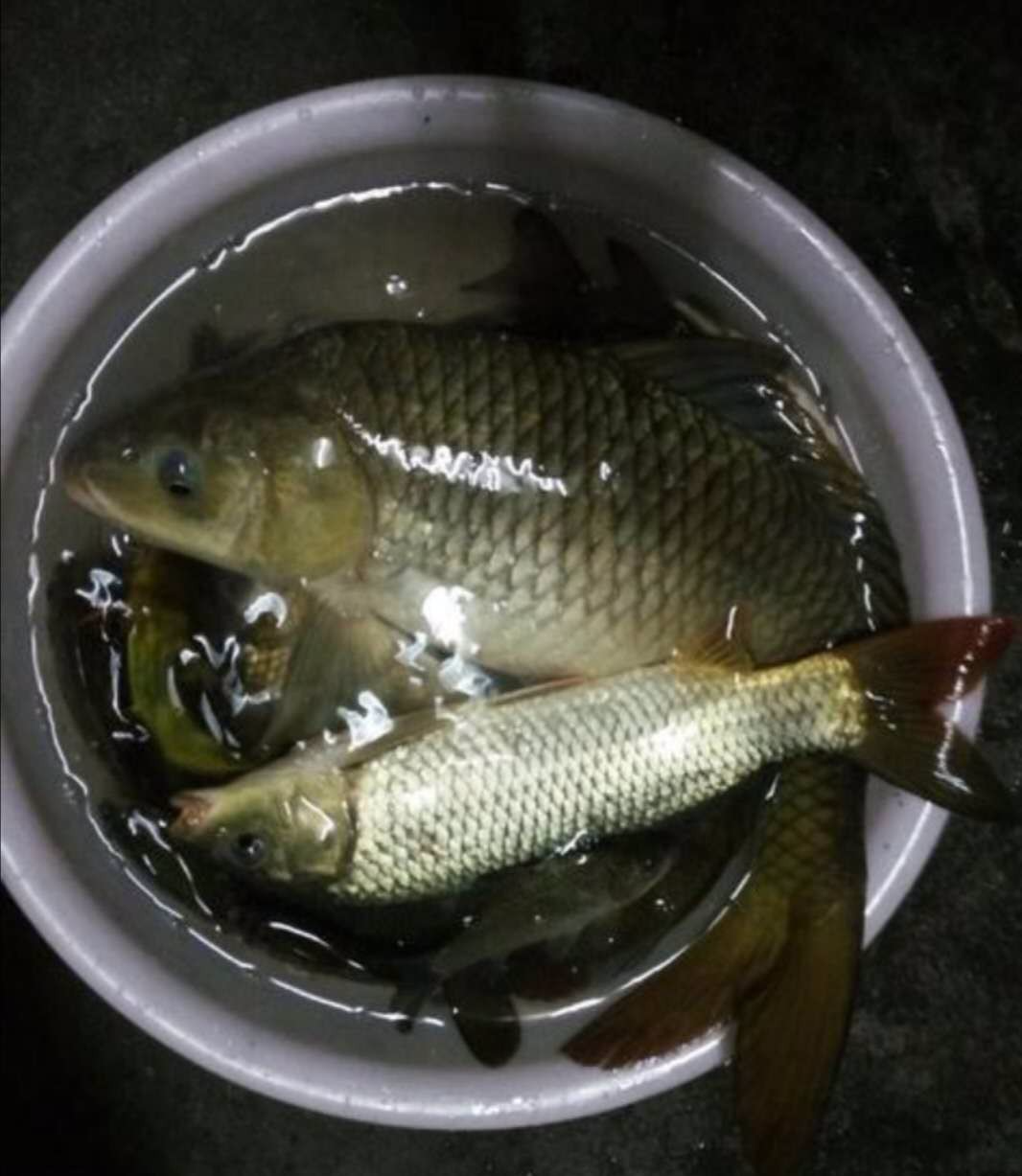 |立秋后很多钓友抱怨鱼口不好，原因就是对鱼的活动规律认识不够