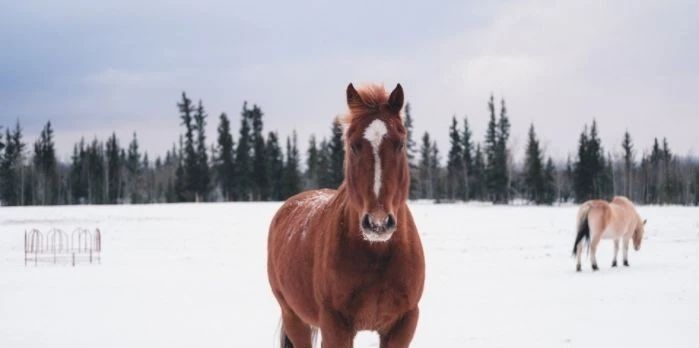 【运势】马马人,2020年3月中旬“三不碰”