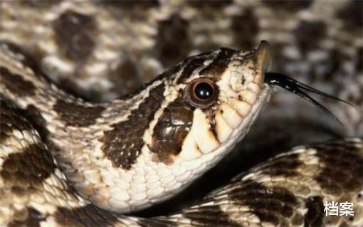 毒蛇|蛇界中的“憨憨”，丢尽了蛇类高傲的脸，猪鼻蛇当真是个奇葩！