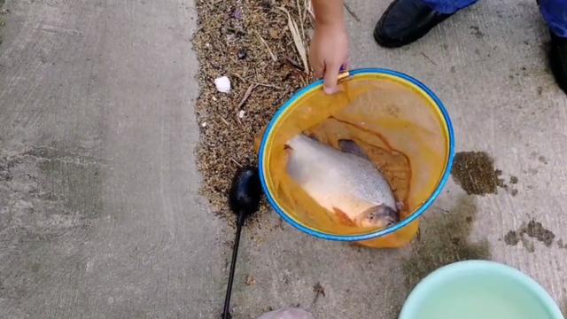 食人鱼|安徽巢湖，成群“食人鱼”在湖边树林游荡，钓鱼人蜂拥而至