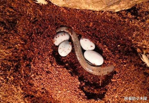 科学家|一个神奇的物种，既能生蛋又能生仔，科学家：人类正在见证进化