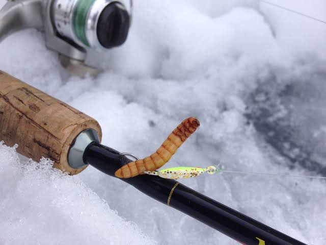 蚂蟥|钓鱼鱼饵，淡水钓诱饵篇，江河湖泊黑坑野钓