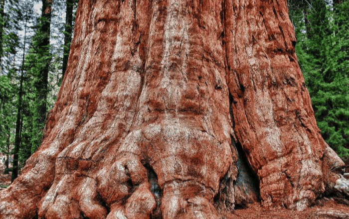 『水底奥秘』地球上那些巨大生物体: 1口能吞40吨海水的动物, 8650岁巨型蘑菇