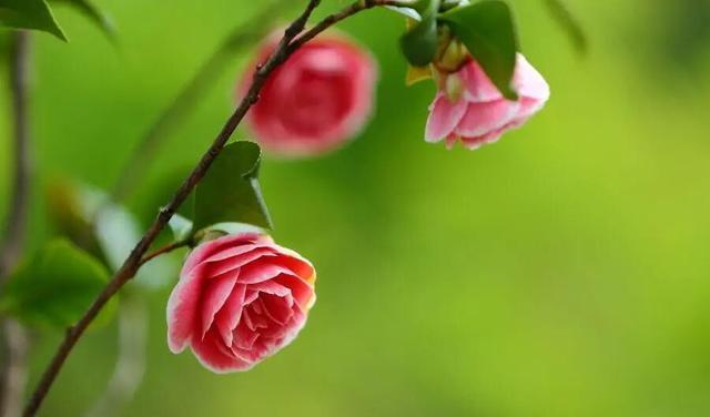 生肖|11月伊始，月老牵线，情话两行，旧爱寻来，爱如潮水，携手共进