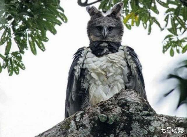 「」所有人都以为它是人扮演的,原来它是一只真的鸟:被骗了好多年!