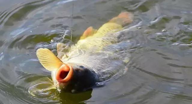 立秋|立秋后钓鱼，钓深还是浅？老钓友这么选深浅都有鱼！