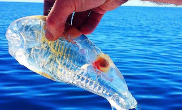 【水母】世界上最“没隐私”的鱼，浑身透明，专家：见到切记不要抓