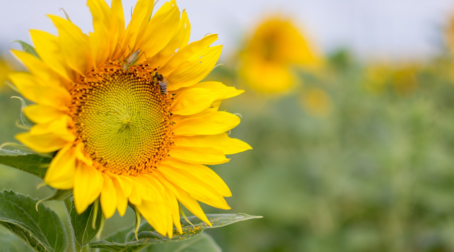 生肖|10月大富大贵，3大生肖“吉孕”来袭，十人九福