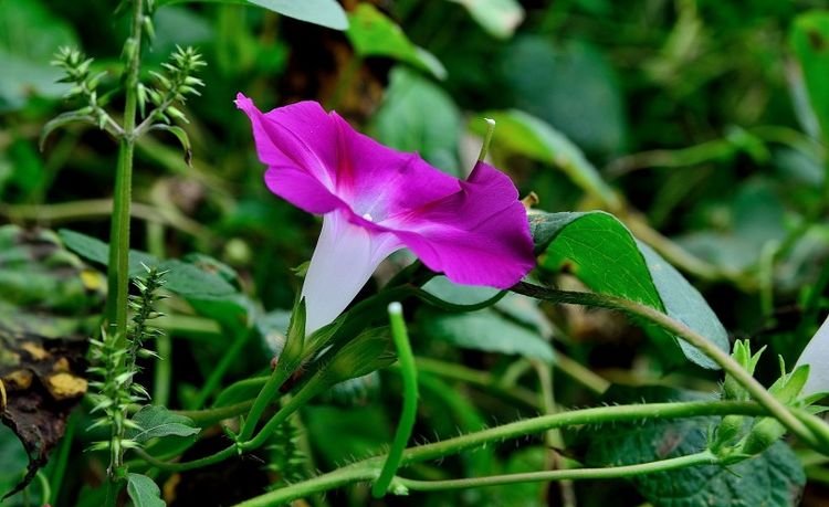 生肖|本月中旬开始,好运爆棚,职场很得意,数钱数到手抽筋的四大生肖