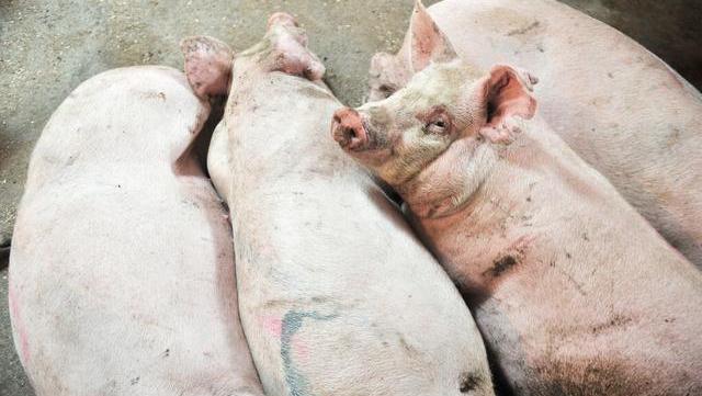 猪肉|猪肉暴涨后,养猪的、杀猪的,卖肉的都说亏钱,那钱被谁赚了?