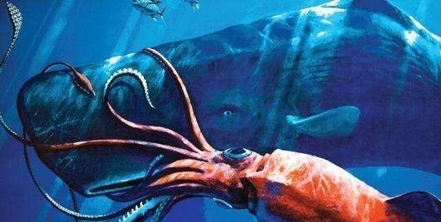 大王乌贼|大王乌贼和大王酸浆鱿谁更大？它们真的能吃抹香鲸吗？