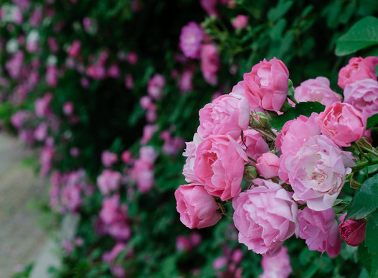 『运势』6月中旬运势大逆转，4属相咸鱼翻身变富豪，横财大发，存款翻倍