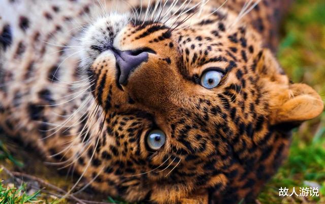 故人游说|现代“女武松”：19岁女子暴打160斤金钱豹，徒手杀豹毫发无伤