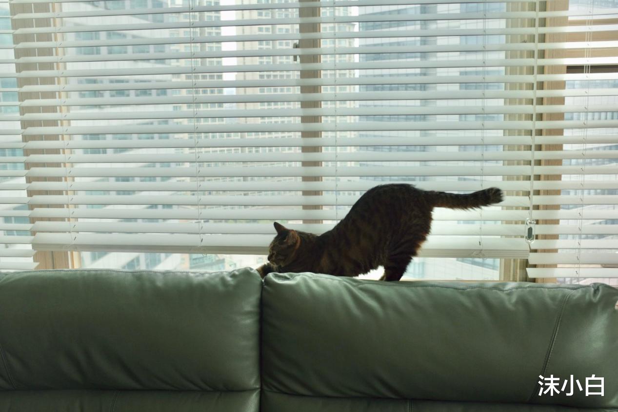 猫砂|晒她53平老小房，家人不解为啥买老房，改完明白了！真敞亮