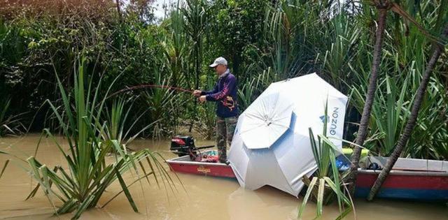 |湄公河里的河虾,大的快要成精了,急需吃货前往拯救!