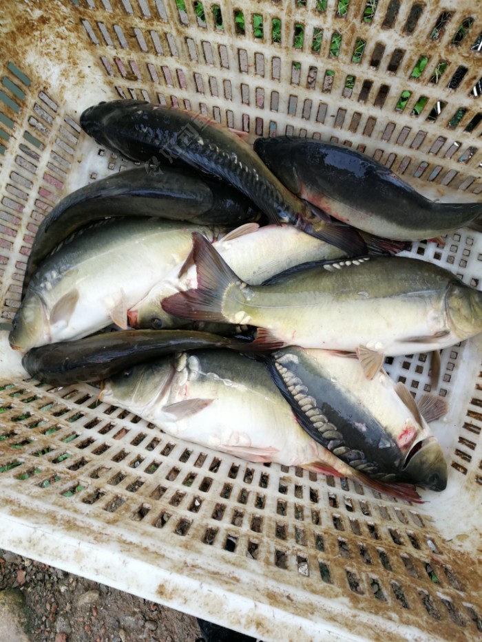 |国庆第一钓，冒雨作钓亮亮鱼池，未能上岸